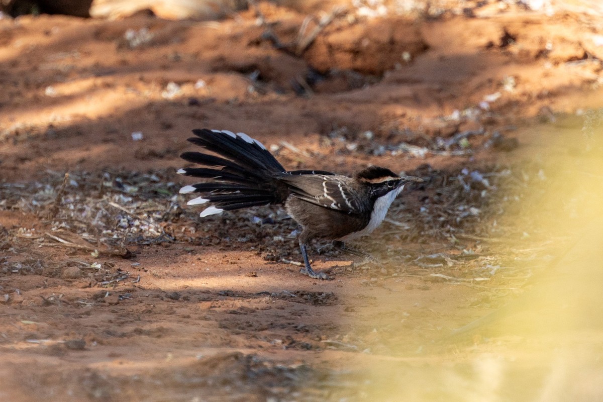 Chestnut-crowned Babbler - ML609698102