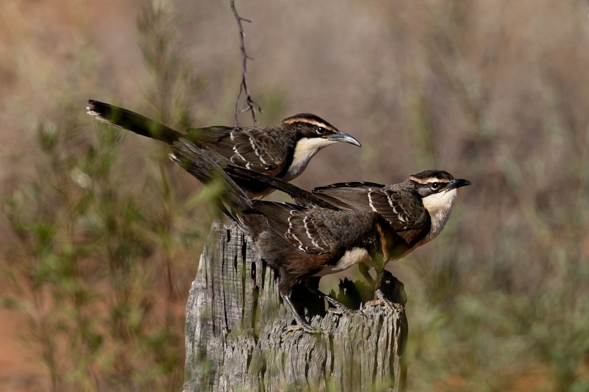 Chestnut-crowned Babbler - ML609698103