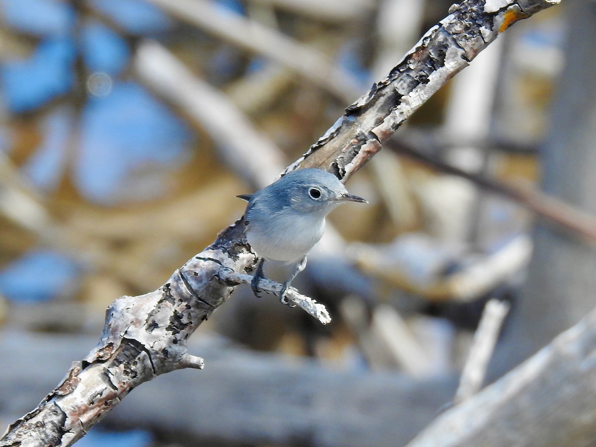 Blue-gray Gnatcatcher - ML609698139