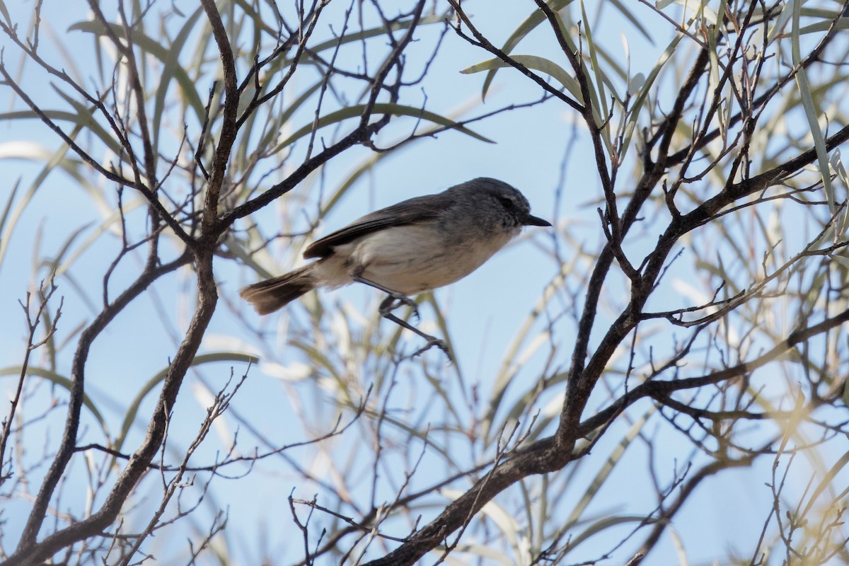 Slaty-backed Thornbill - ML609698297