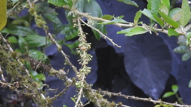 Silver-throated Tanager - ML609698386
