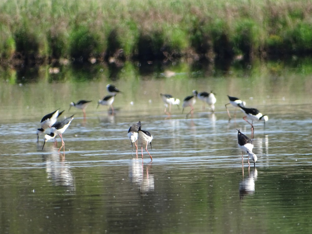 Pied Stilt - ML609698401