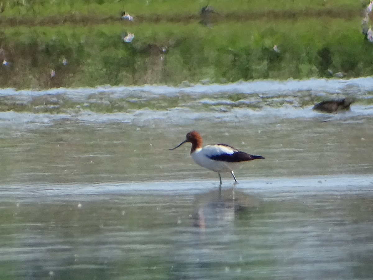 Red-necked Avocet - ML609698415