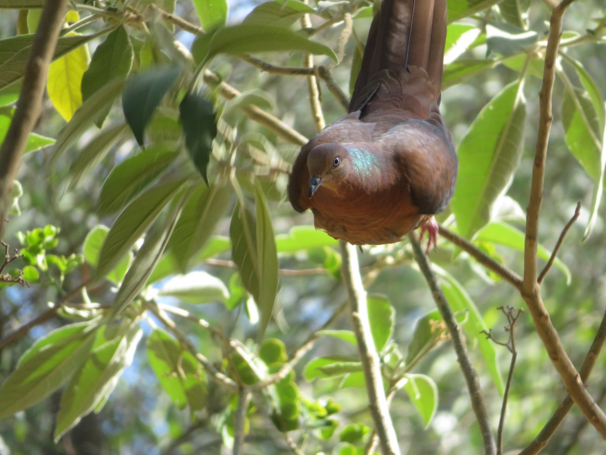 Brown Cuckoo-Dove - DJ ML