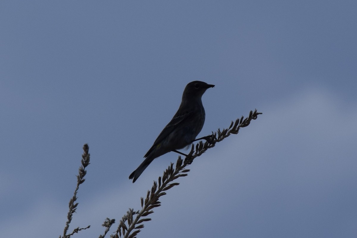 Yellow-rumped Warbler (Audubon's) - ML609698477