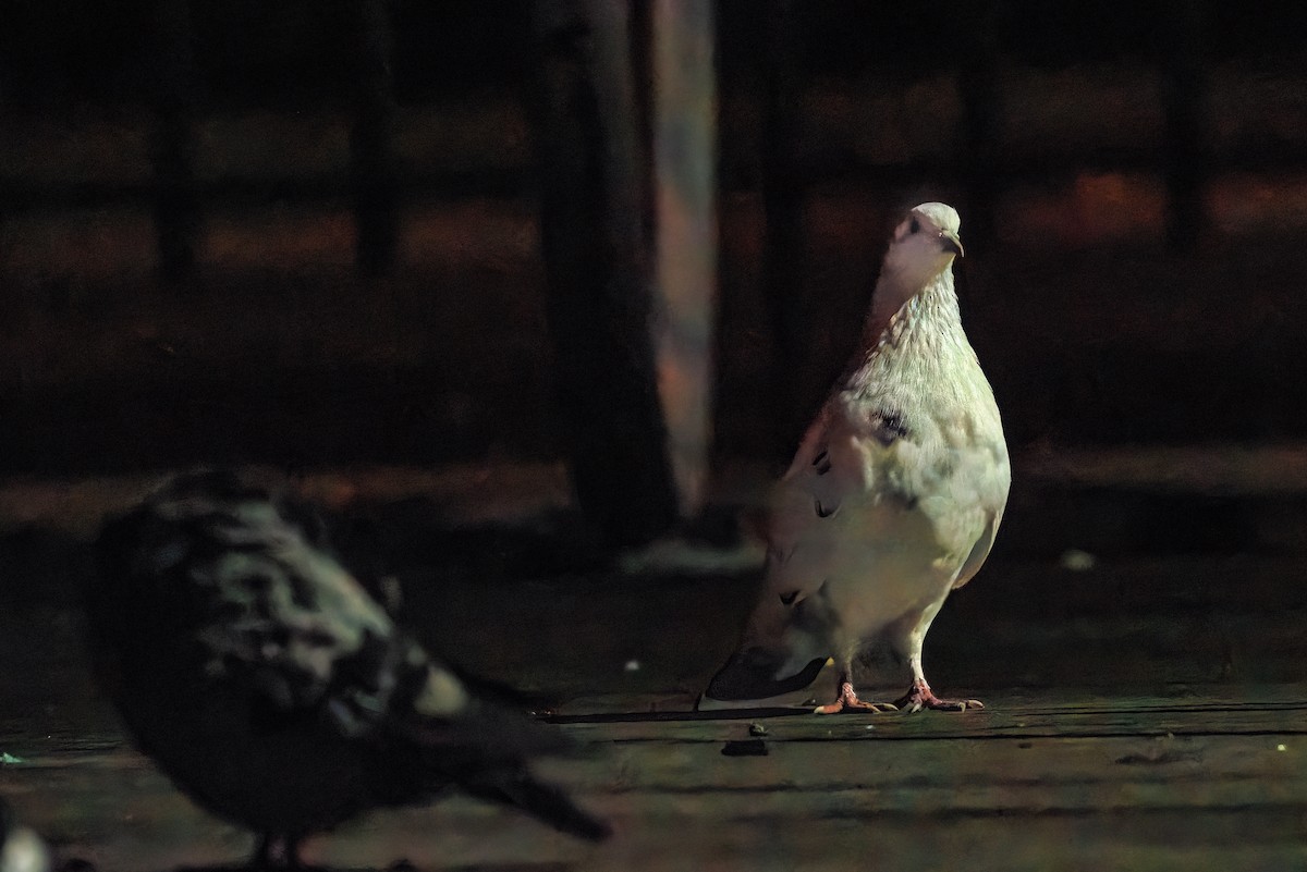 Rock Pigeon (Feral Pigeon) - ML609698496