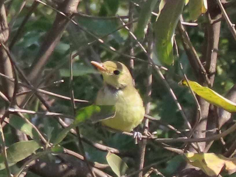 Melodious Warbler - ML609698570