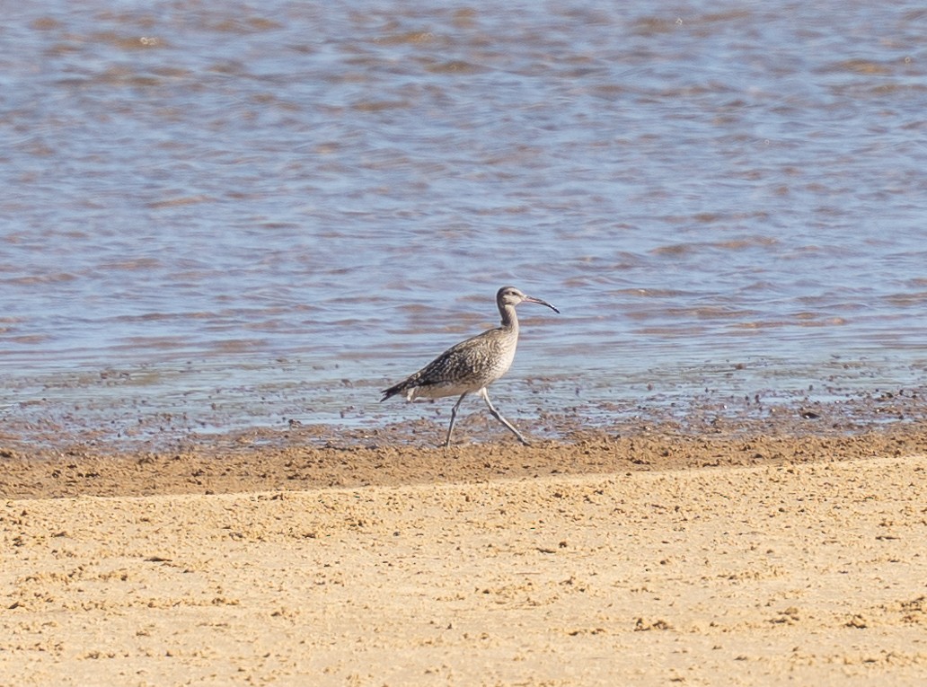 Eurasian Whimbrel - ML609698595