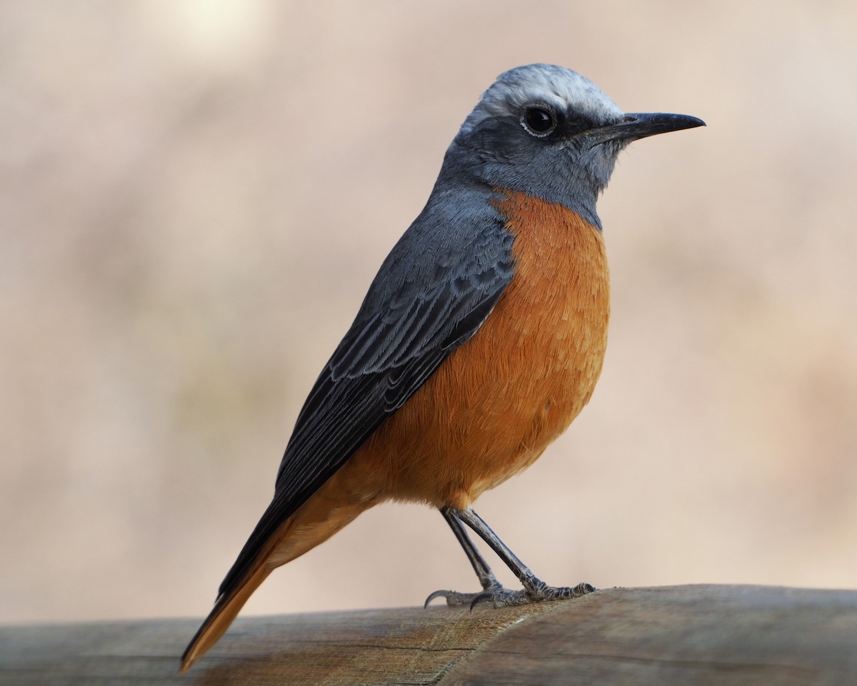 Short-toed Rock-Thrush - Jenny Donald