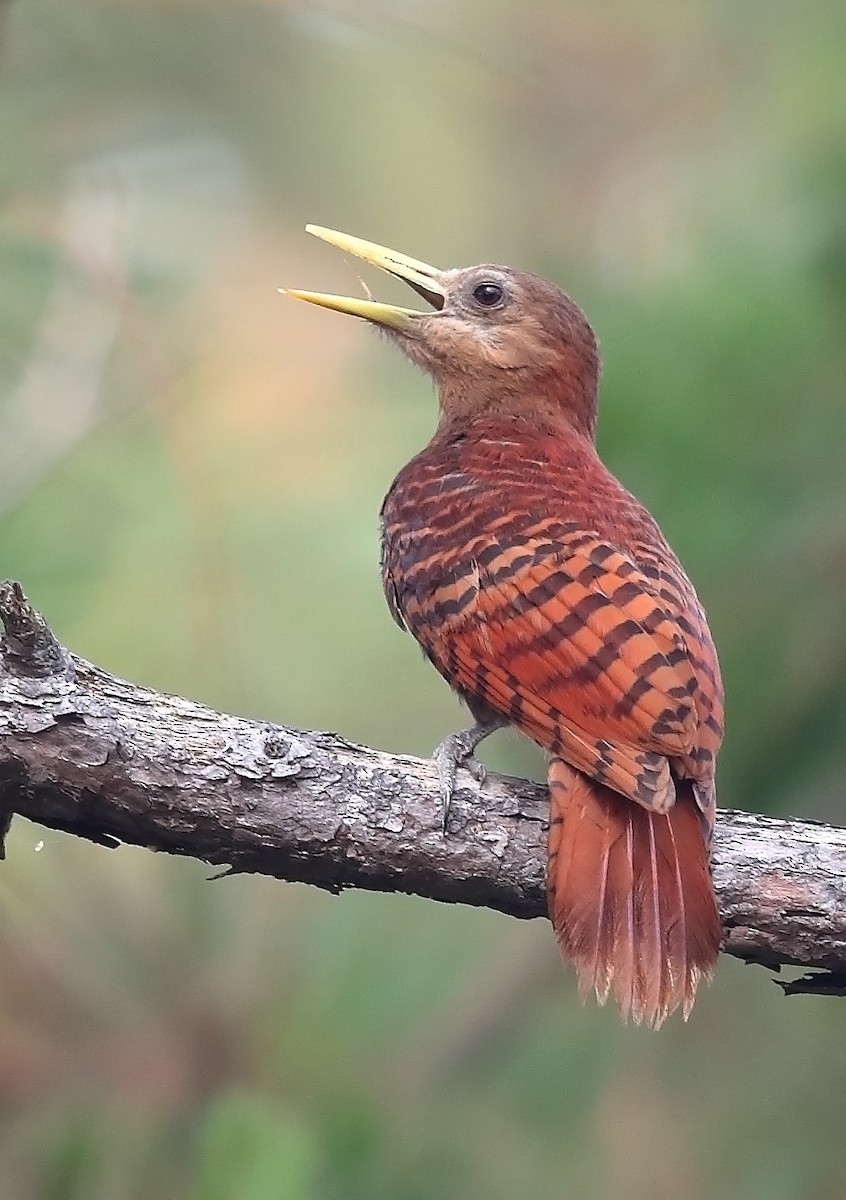 Bay Woodpecker - ML609698664