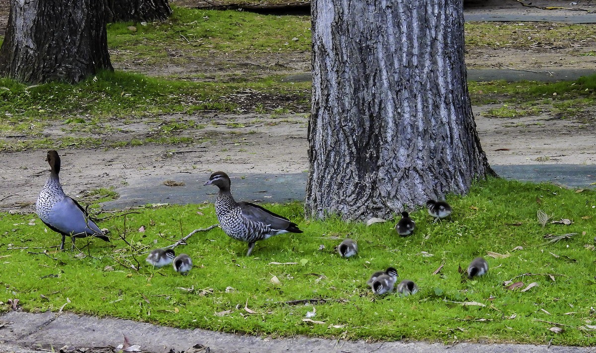 Maned Duck - ML609698755