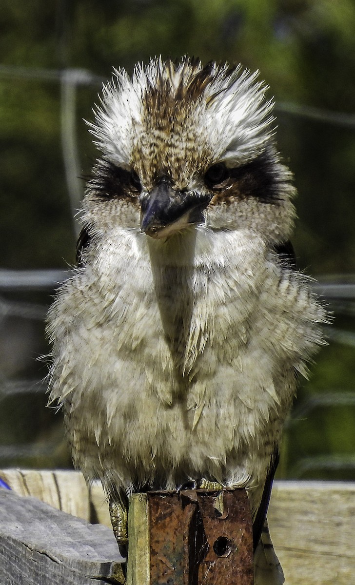 Laughing Kookaburra - ML609698757