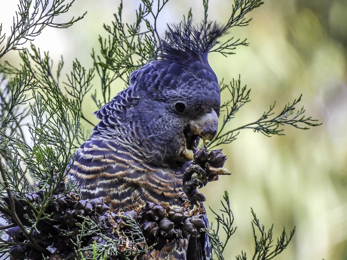 Gang-gang Cockatoo - ML609698759