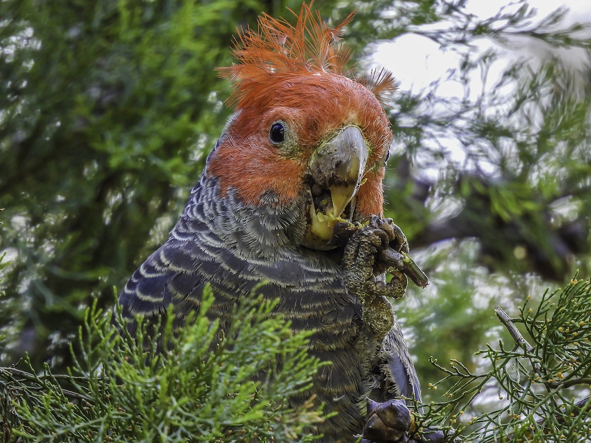Gang-gang Cockatoo - ML609698760
