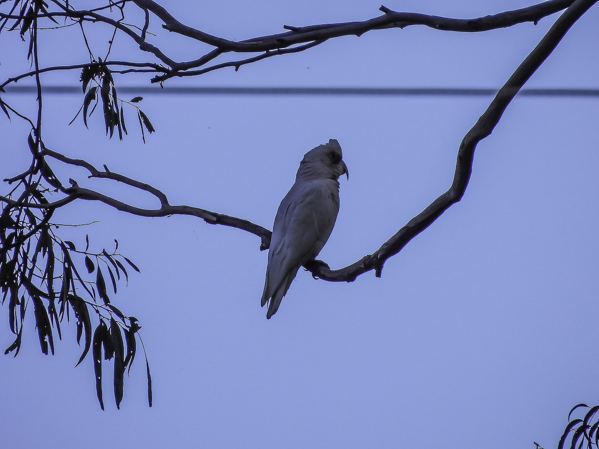 Long-billed Corella - ML609698764