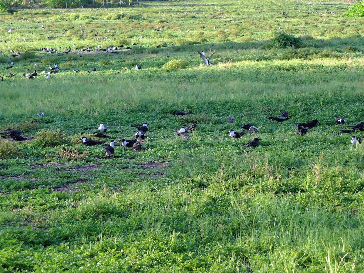 Sooty Tern - ML609698882