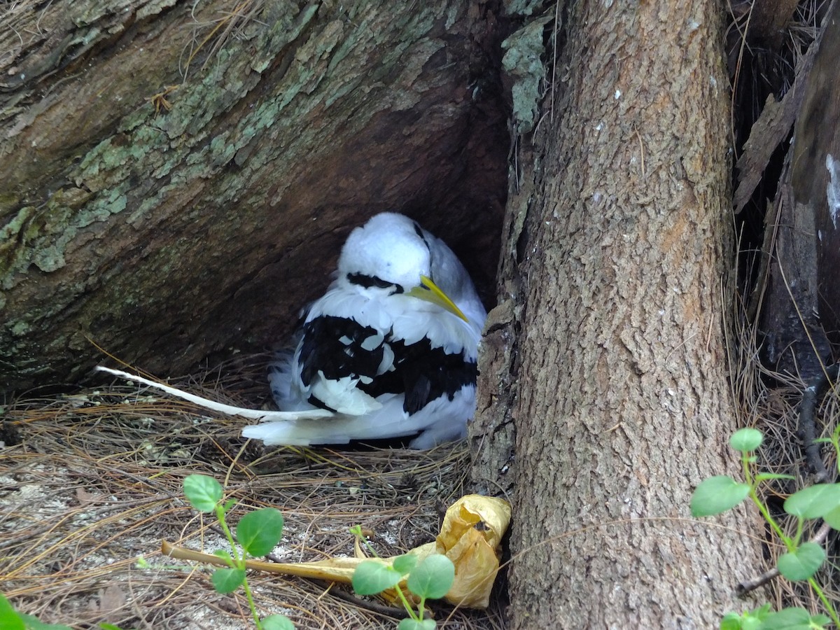 White-tailed Tropicbird - ML609698884