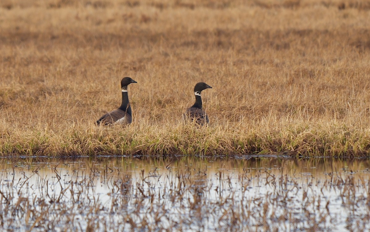 berneška tmavá (ssp. nigricans) - ML609698893