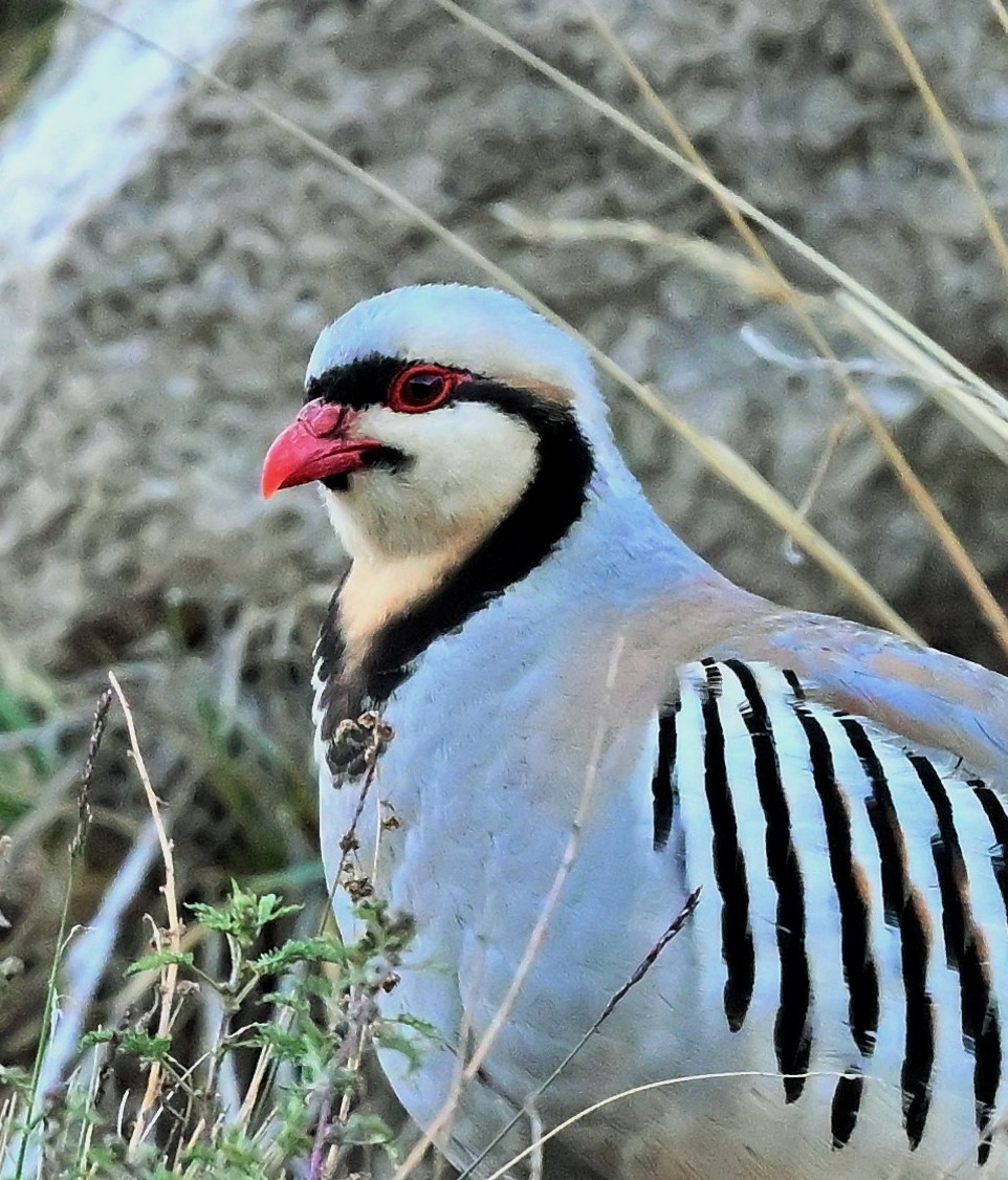 Chukar - ML609698909