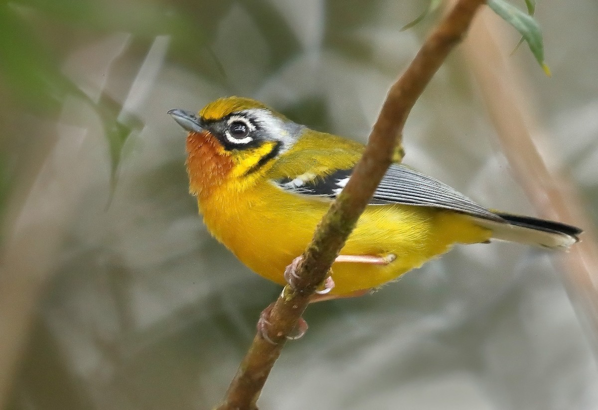 Black-eared Shrike-Babbler - ML609698938