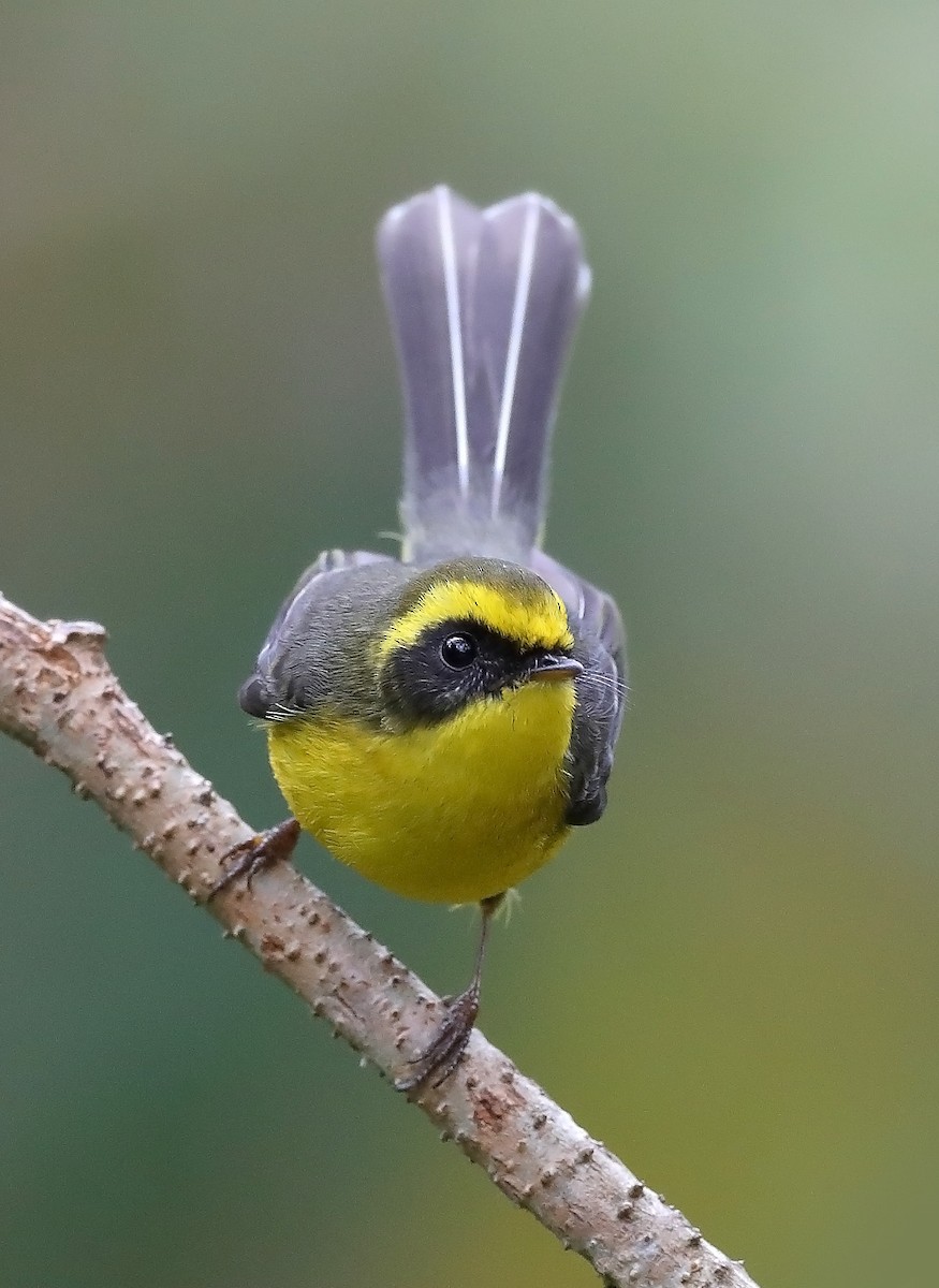 Yellow-bellied Fairy-Fantail - sheau torng lim