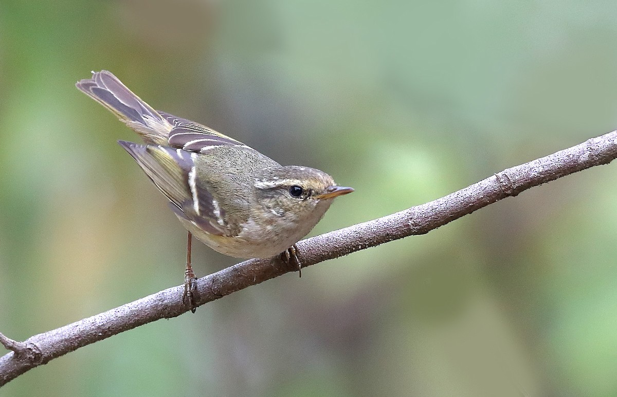 Yellow-browed Warbler - ML609698947