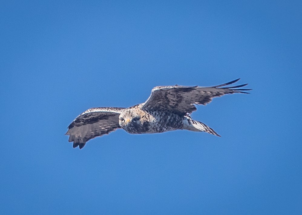 Rough-legged Hawk - ML609698951