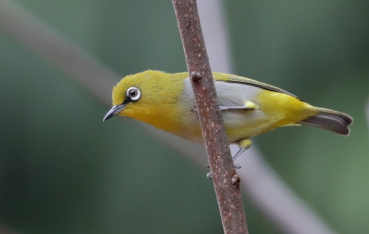 Swinhoe's White-eye - sheau torng lim