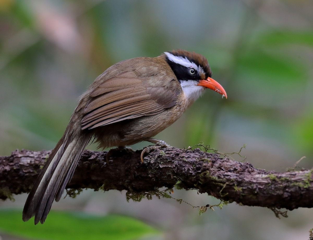 Brown-crowned Scimitar-Babbler (Phayre's) - ML609698954