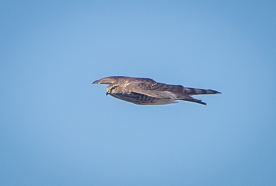 Sharp-shinned Hawk - ML609698968