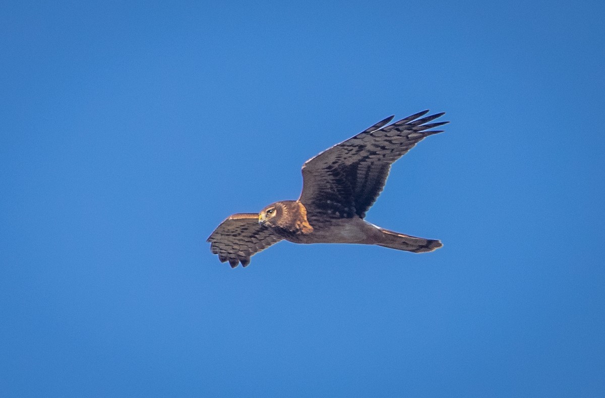 Northern Harrier - ML609698971