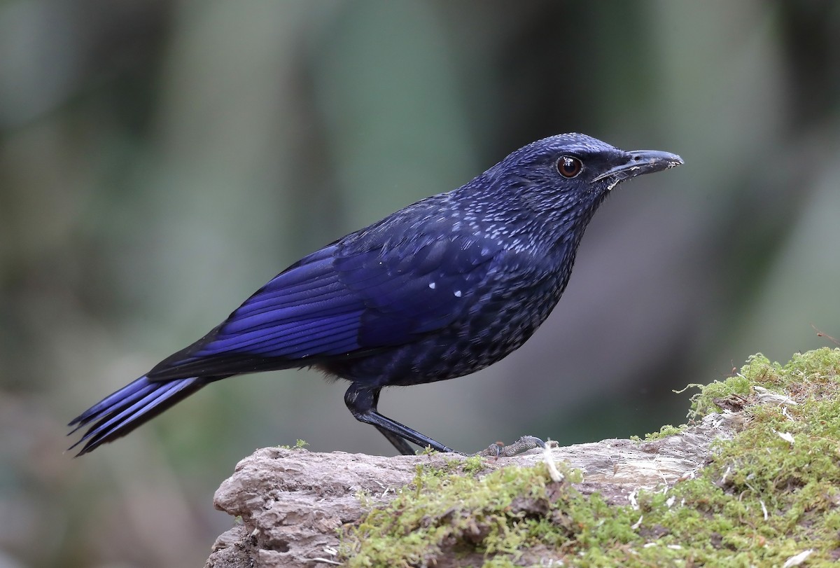 Blue Whistling-Thrush - ML609698973