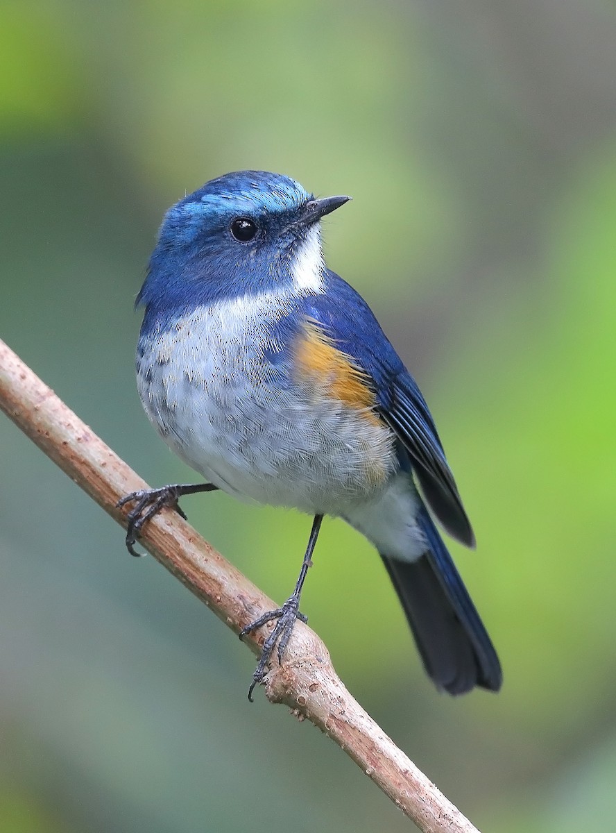 Himalayan Bluetail - sheau torng lim