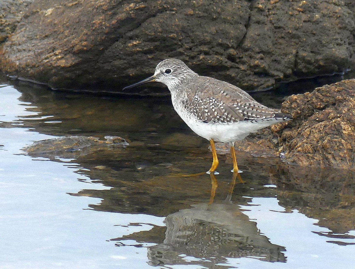 Lesser Yellowlegs - ML609699030