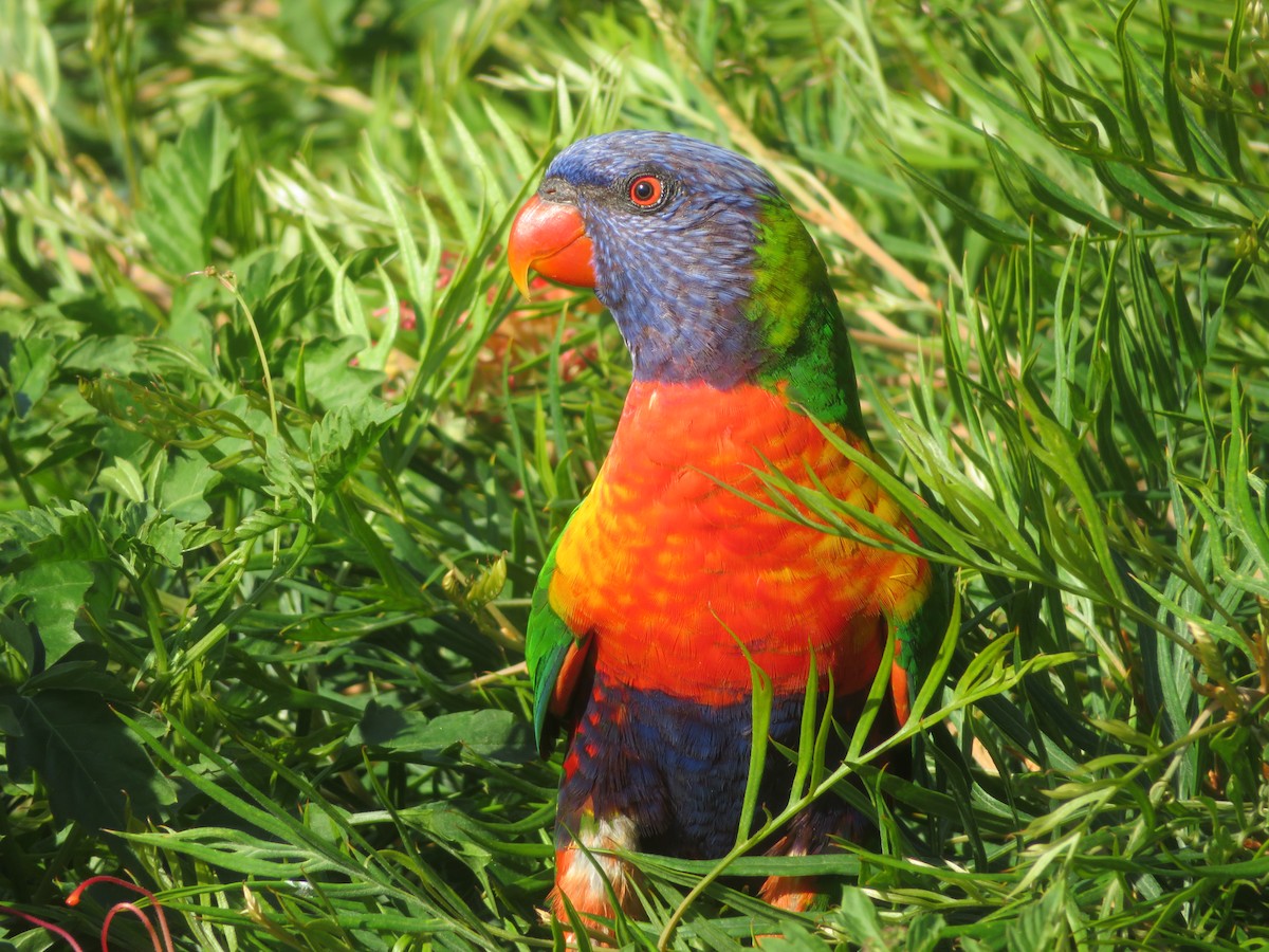 Rainbow Lorikeet - ML609699065