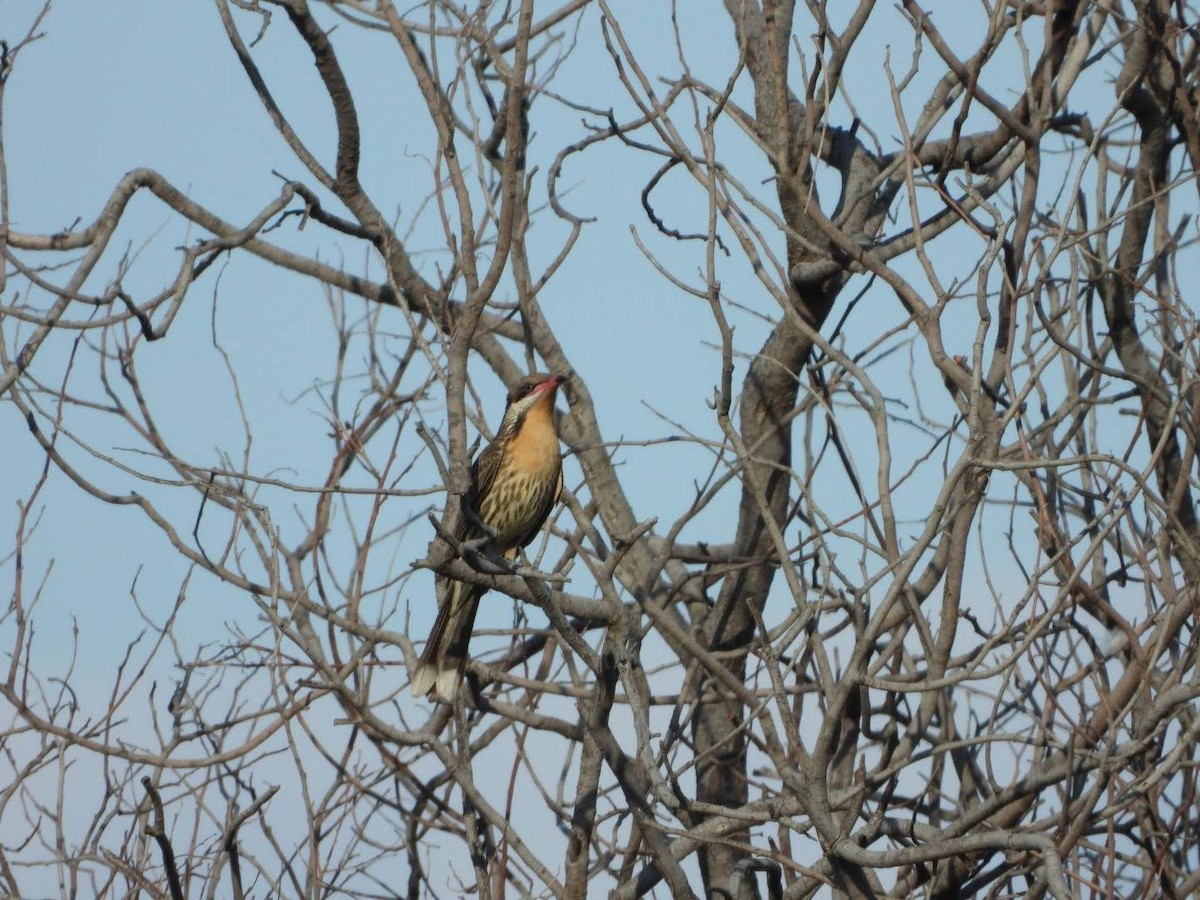 Spiny-cheeked Honeyeater - David Flumm