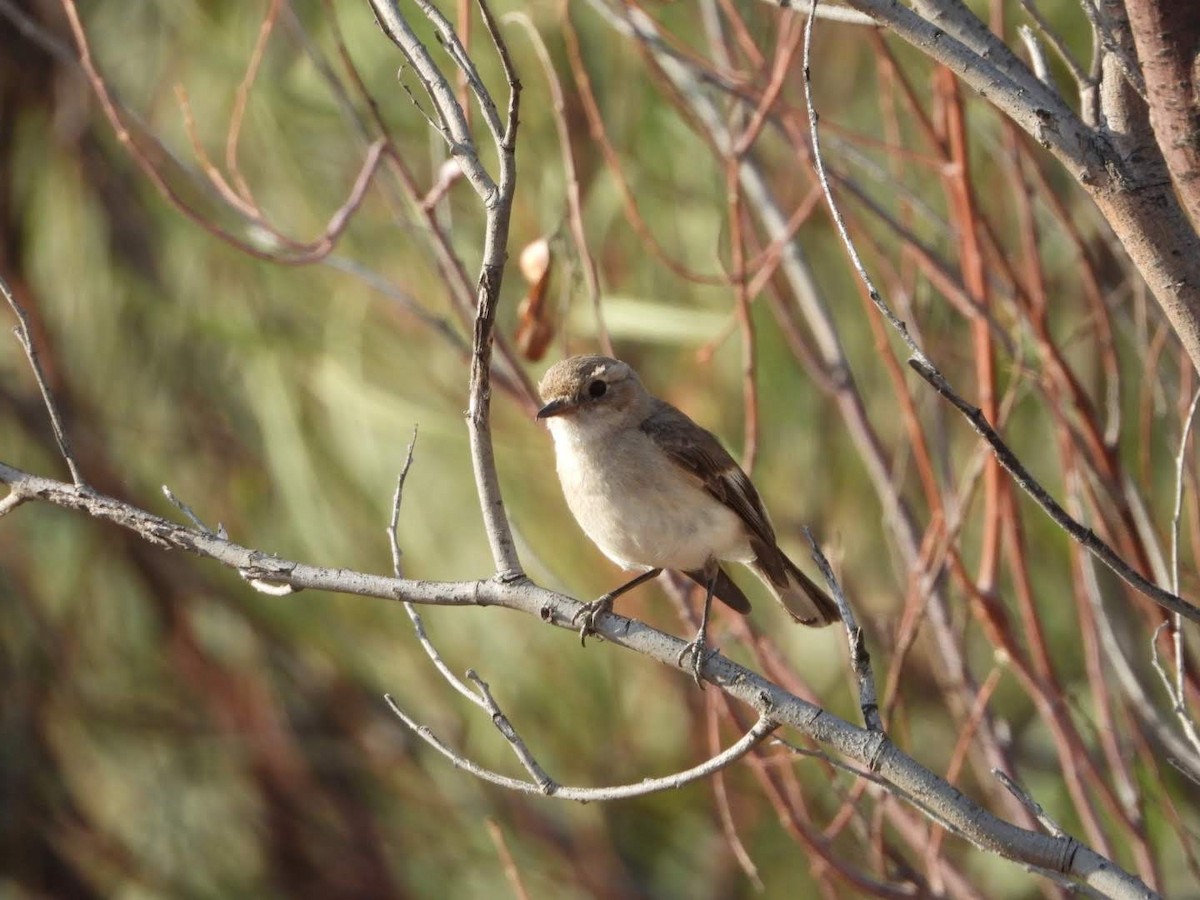 Red-capped Robin - ML609699079