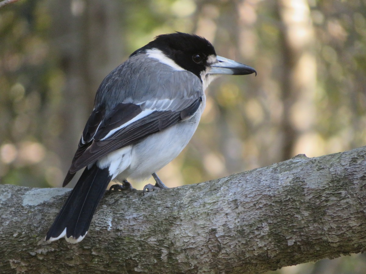 Gray Butcherbird - ML609699087