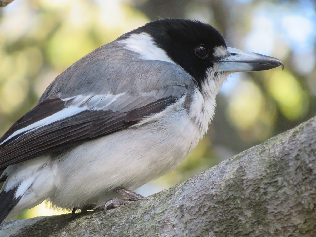 Gray Butcherbird - ML609699089