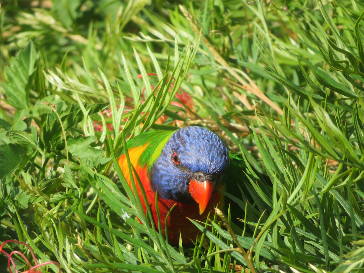 Rainbow Lorikeet - ML609699102