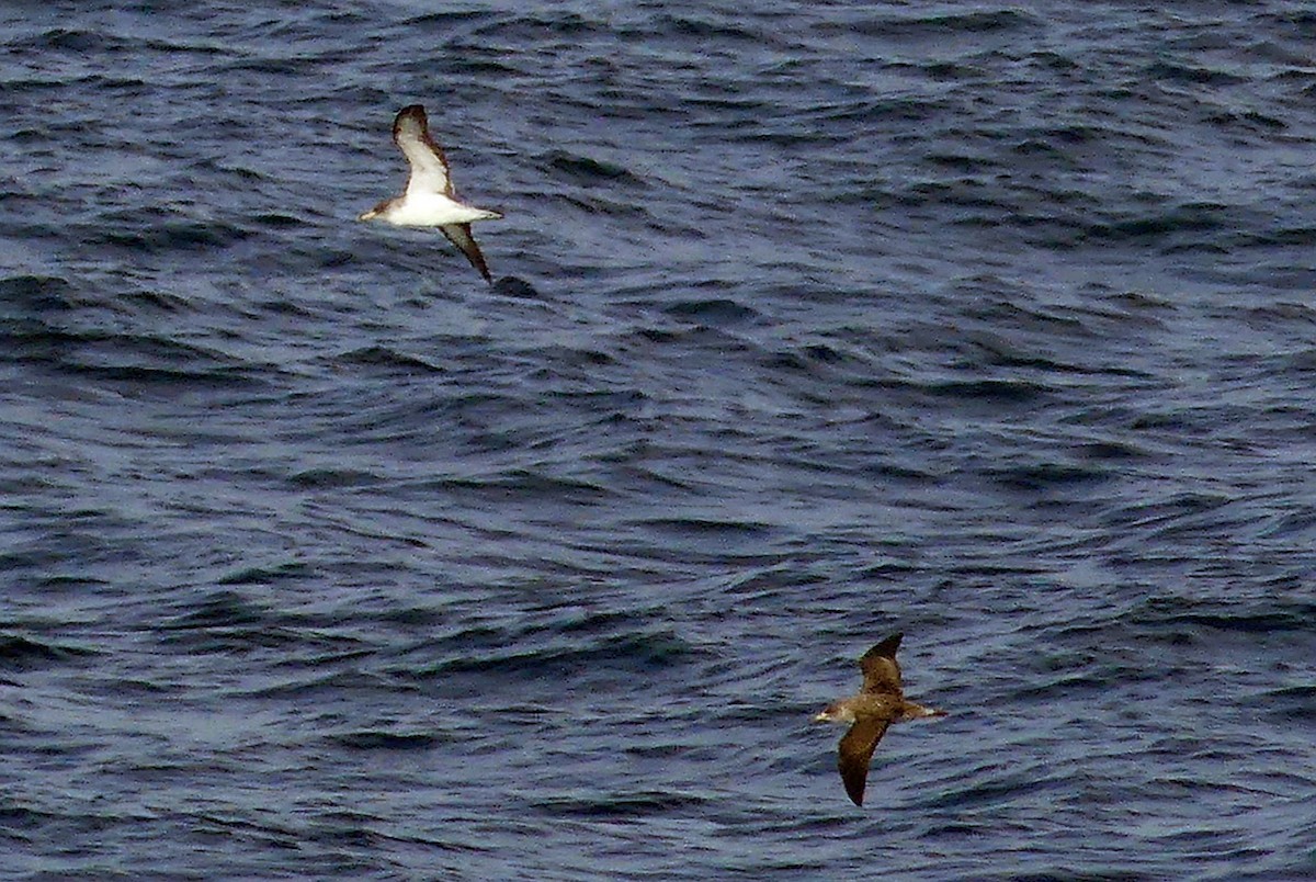 Cory's Shearwater - ML609699106