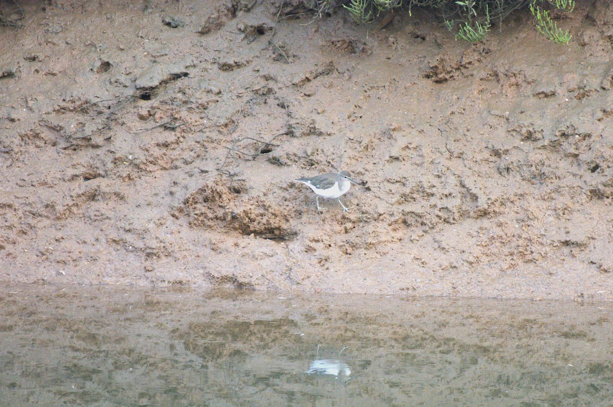 Common Sandpiper - ML609699242