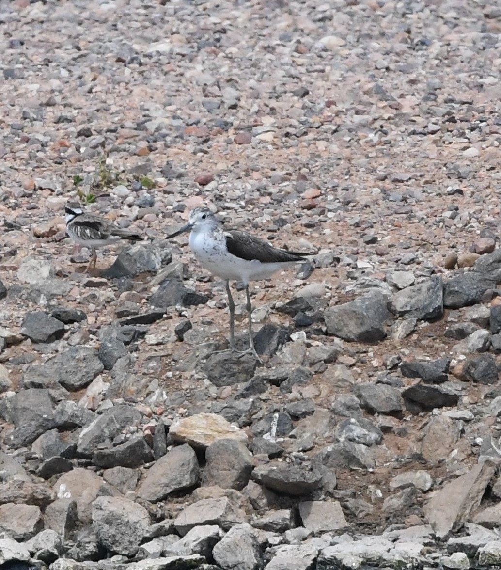 Common Greenshank - ML609699404