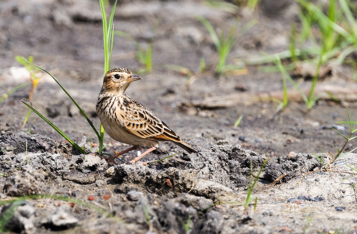 Bengal Bushlark - ML609699476