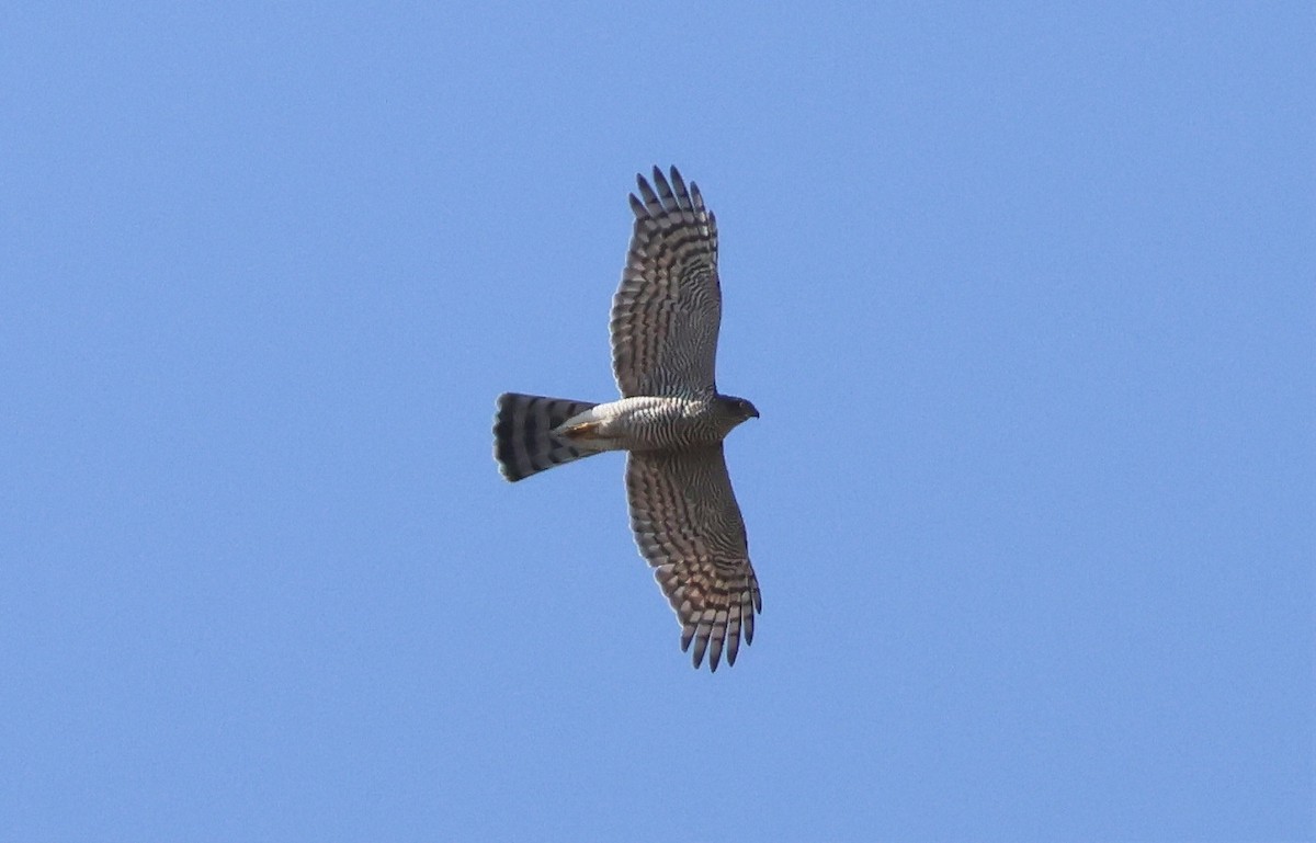 Eurasian Sparrowhawk - ML609699539