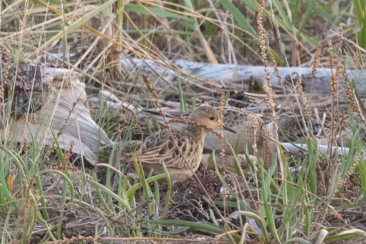 jespák plavý - ML609699542