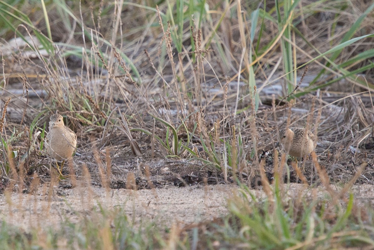 Buff-breasted Sandpiper - ML609699543