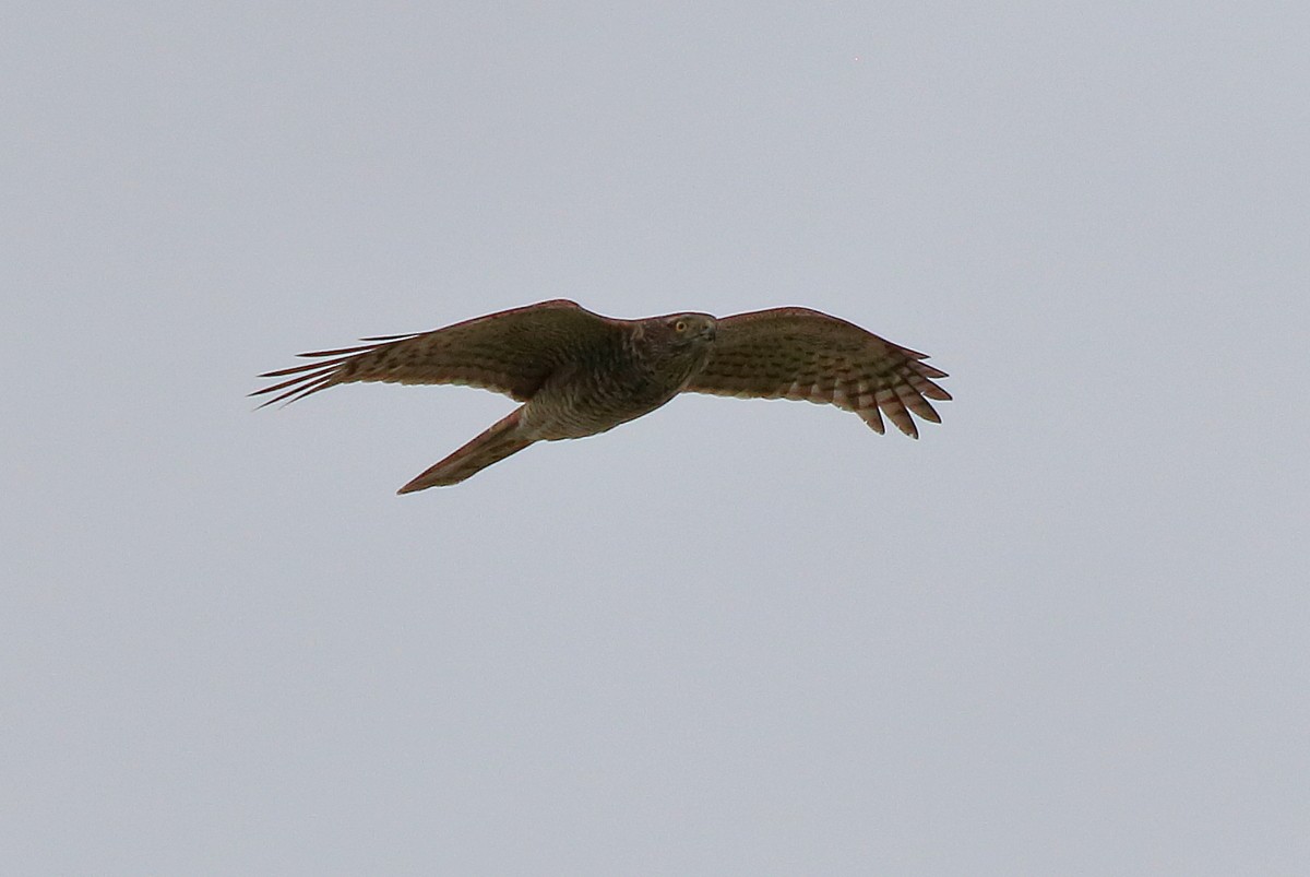 Eurasian Sparrowhawk - ML609699610