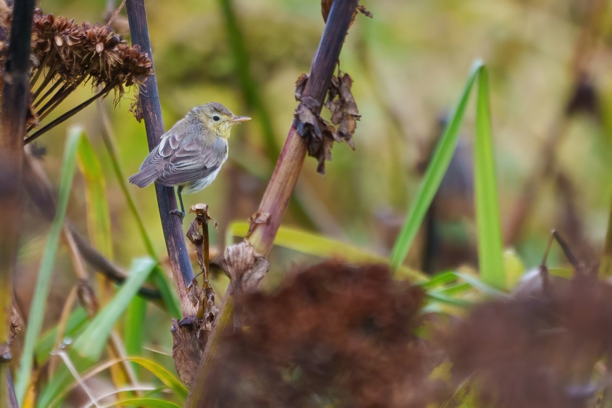 Icterine Warbler - Sulli Gibson