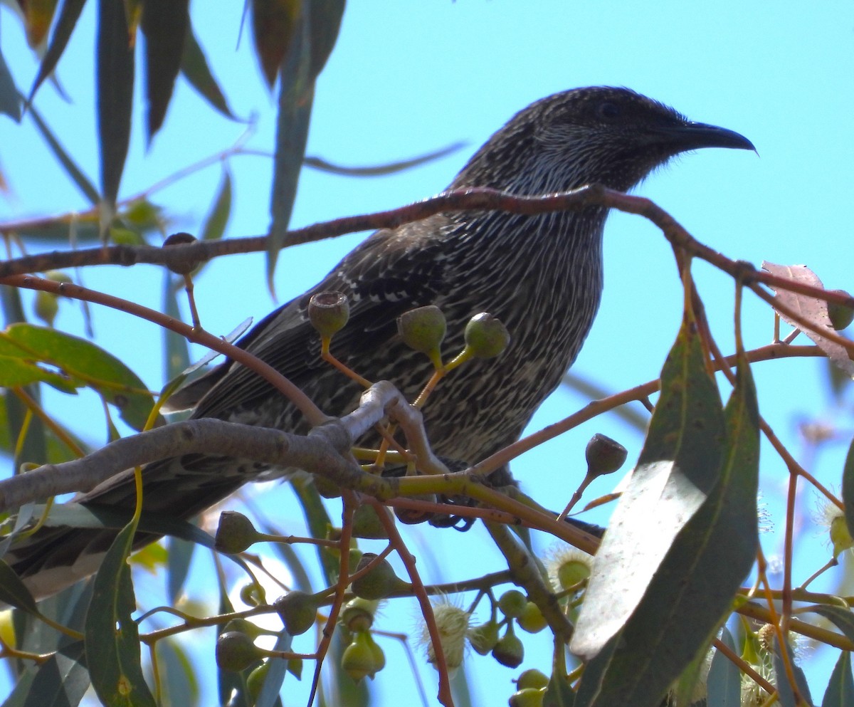 Little Wattlebird - ML609699718